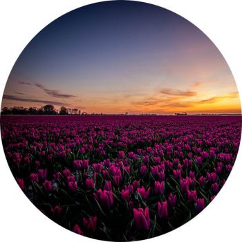 StormIT-Design-Tulpenveld