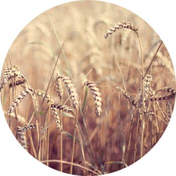 StormIT-Design-Granen