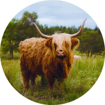 StormIT-Design-Schotsehooglander