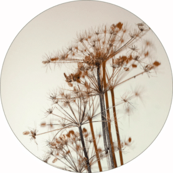 Muurcirkel Bereklauw PlakHet