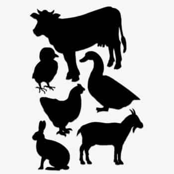 raamsticker boerderijdieren 2