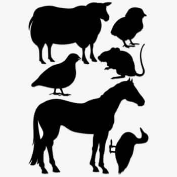 raamsticker boerderijdieren 3