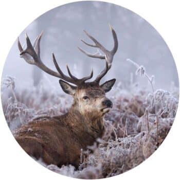 a deer lying in the snow
