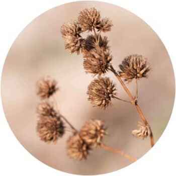 a close up of a plant