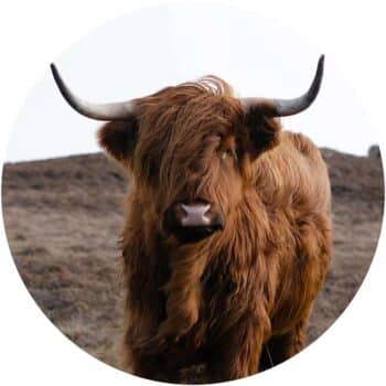 a brown cow with horns