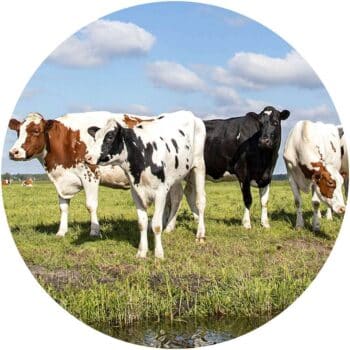 a group of cows standing in a field