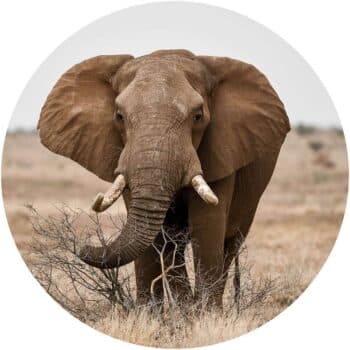 an elephant with tusks in the middle of a dry field