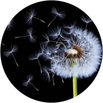 a dandelion flower with seeds flying in the air