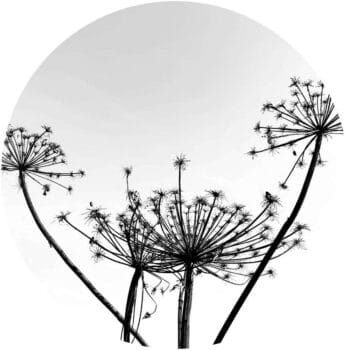 a close-up of a plant