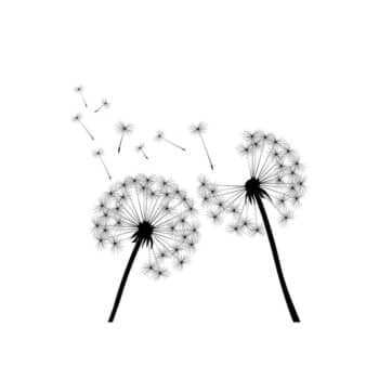 a black dandelion seeds blowing in the wind