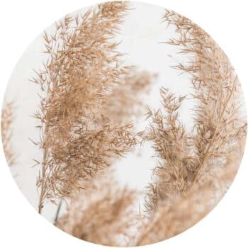 a close up of a plant