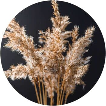 a close up of a bunch of dried grass