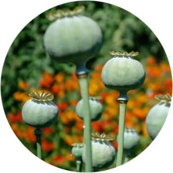 a close up of a plant