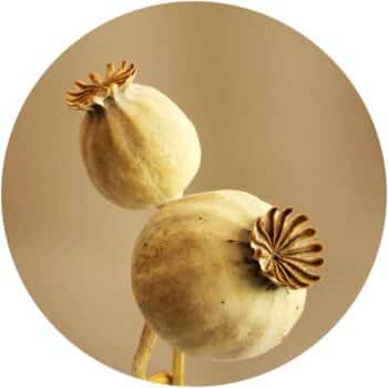 a close up of a plant