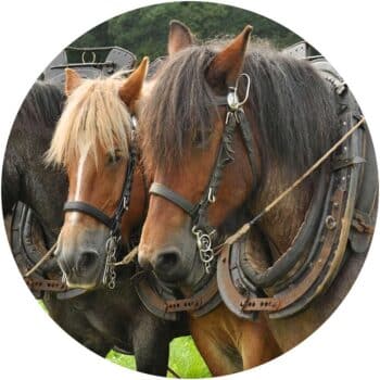 a group of horses with harnesses