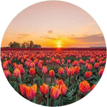a field of tulips at sunset