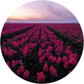 a field of pink tulips