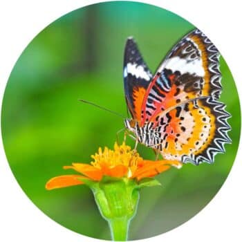 a butterfly on a flower