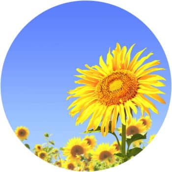 Muurcirkel Zonnebloem PlakHet