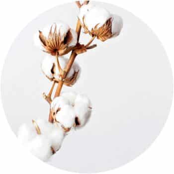 a close up of a plant