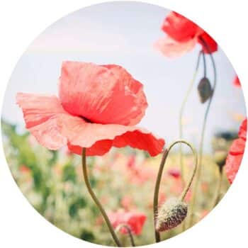 a close up of a flower