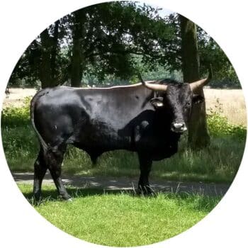 a black bull with horns standing in grass