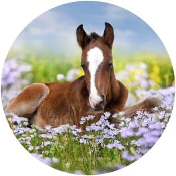 a horse lying in a field of flowers