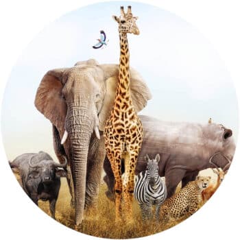 Muurcirkel eigen ontwerp PlakHet