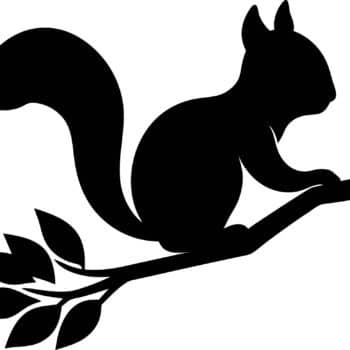 Herbruikbare raamsticker herfst met eekhoorn op tak, eenvoudig te plaatsen en herbruikbaar. Herfst raamsticker eekhoorn op tak